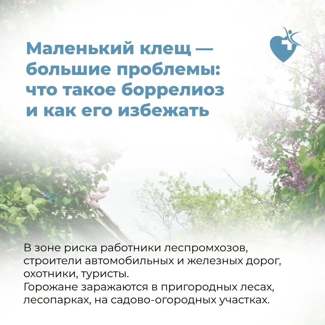 Осторожно, клещи! Иксодовый клещевой боррелиоз — не просто укус, а серьёзная инфекция с последствиям