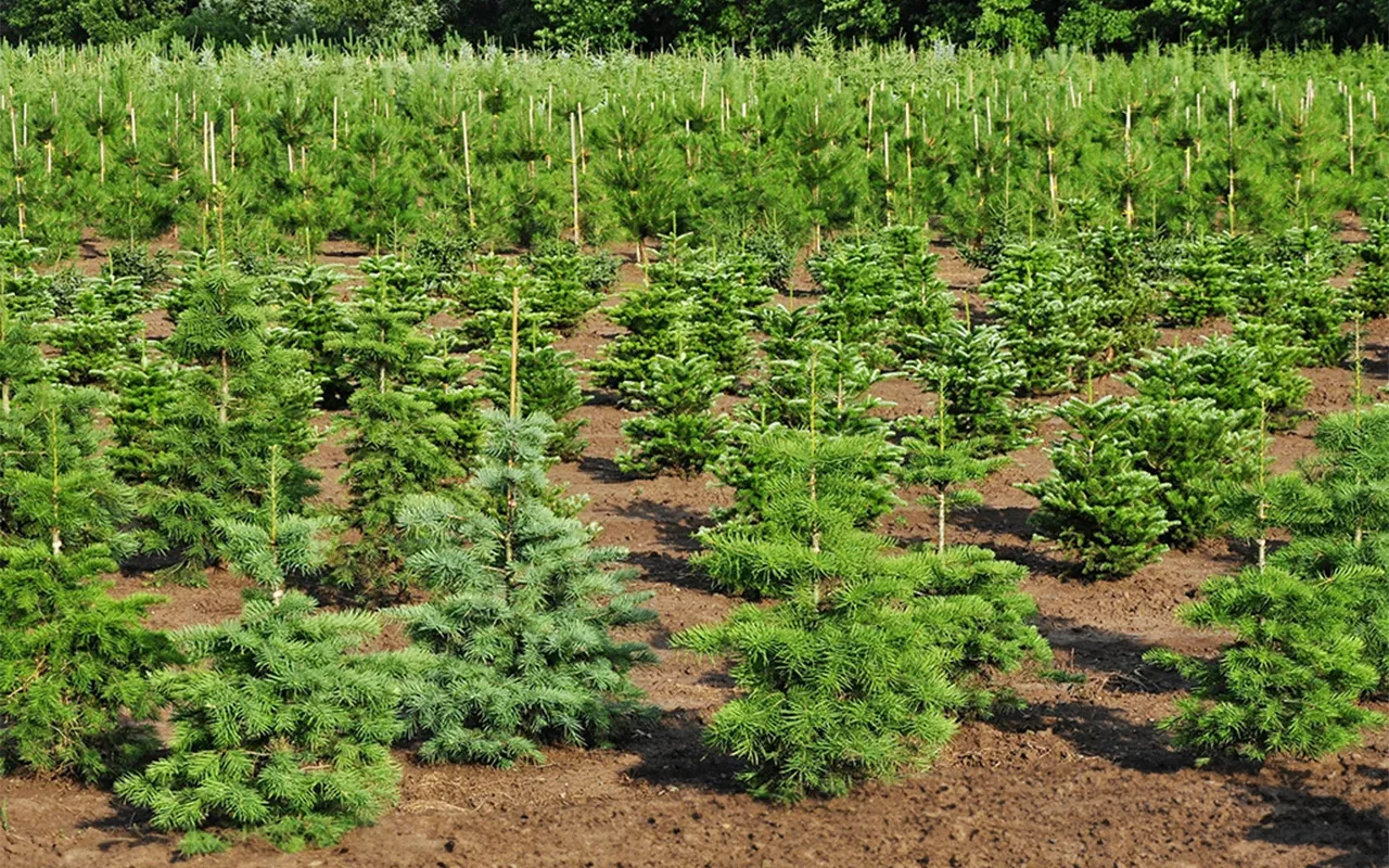 🌲 В Калининградской области сажают новый лес — и это не просто цифры, а вклад в будуще...