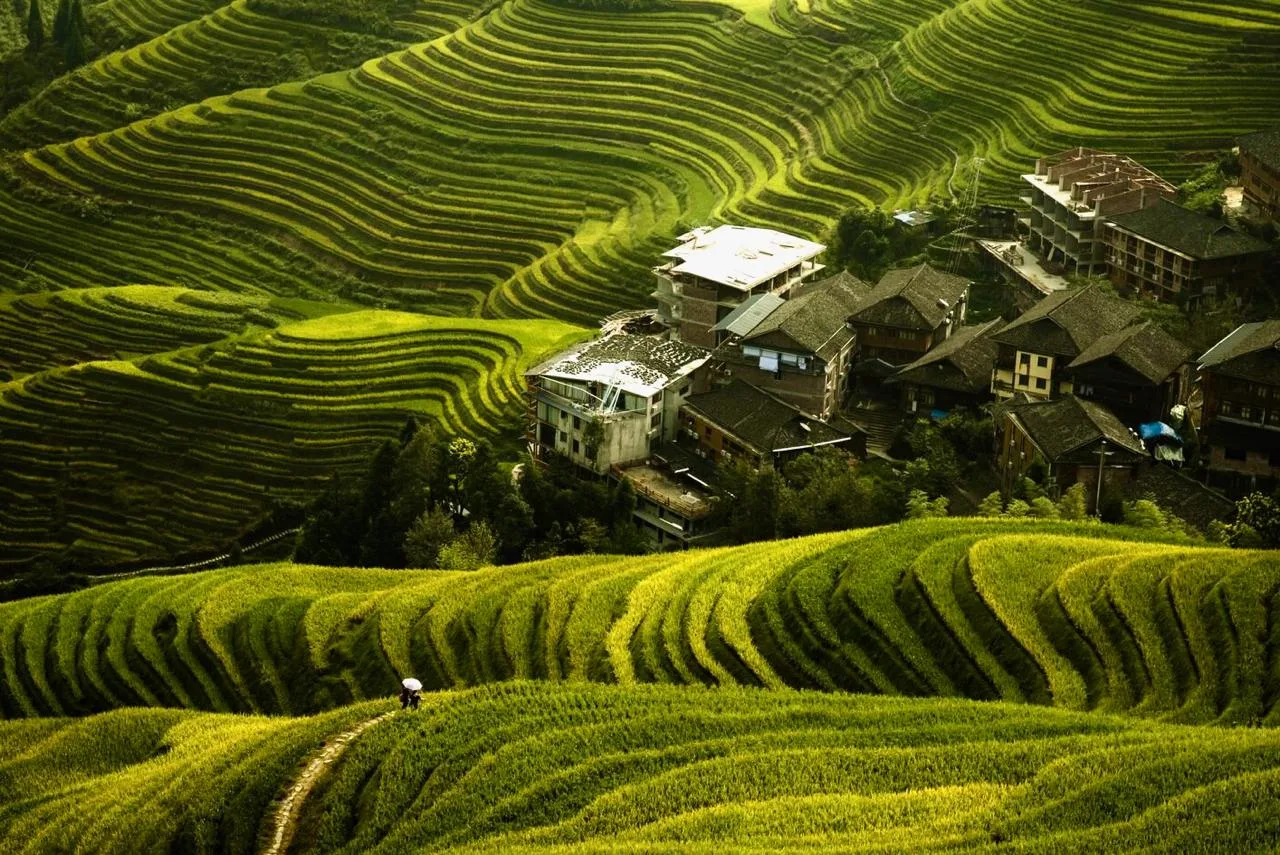 Рисовые террасы Лунцзи, Китай 🇨🇳  🔹 Лунцзи - одни из самых красивых рисовых террас в мире, признанны
