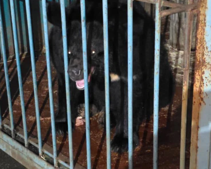 🐻🚨 В Уссурийске медведь едва не загрыз сотрудницу парка — женщина в реанимации

В Уссурийске сотру
