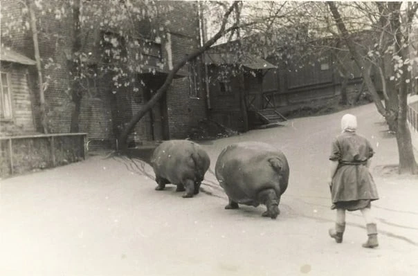 🦛Выгул бегемотов в московском зоопарке, 50-е