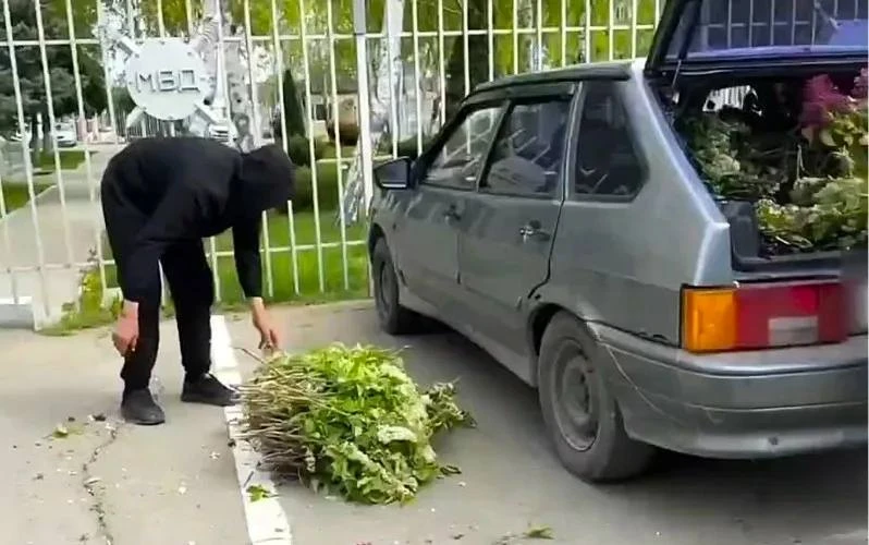 Барнаульцы продолжают выкапывать растения из дендрария, унося их домой. Сотрудники НИИС...