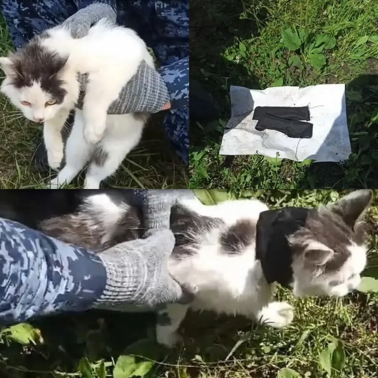 Кота-наркокурьера задержали сотрудники исправительного учреждения — и это не шутка!😅