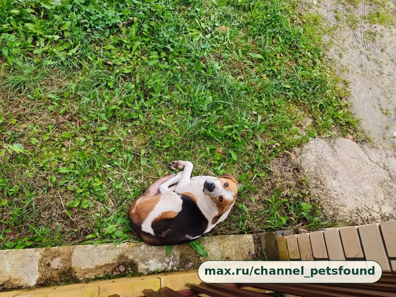 🐾 Найден питомец — Владимир