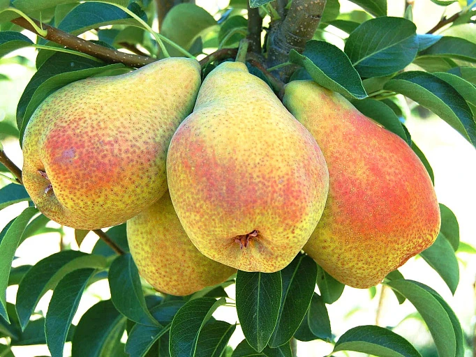 🍐 Подборка сортов груш для вашего сада