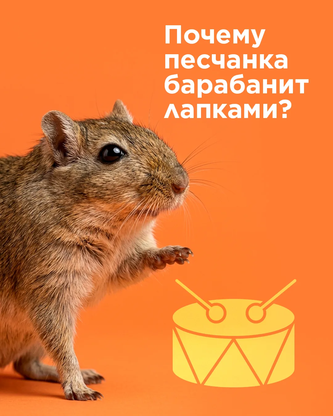 Все думают что эта песчанка танцует
 
На самом деле — она передаёт сообщение. Барабанная дробь лапка