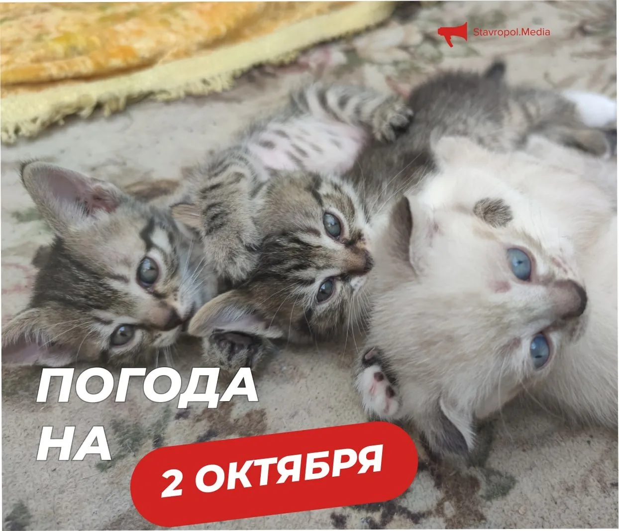 ПОГОДА на сегодня в Ставрополе: