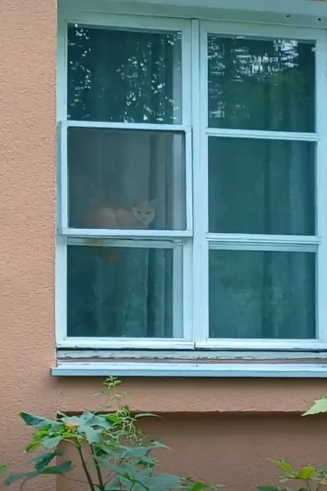 внимательный взгляд котика из Менделеево 😸
+++++++++++++++++++±+++++++++ 
Солнечногорск в Мах [конт