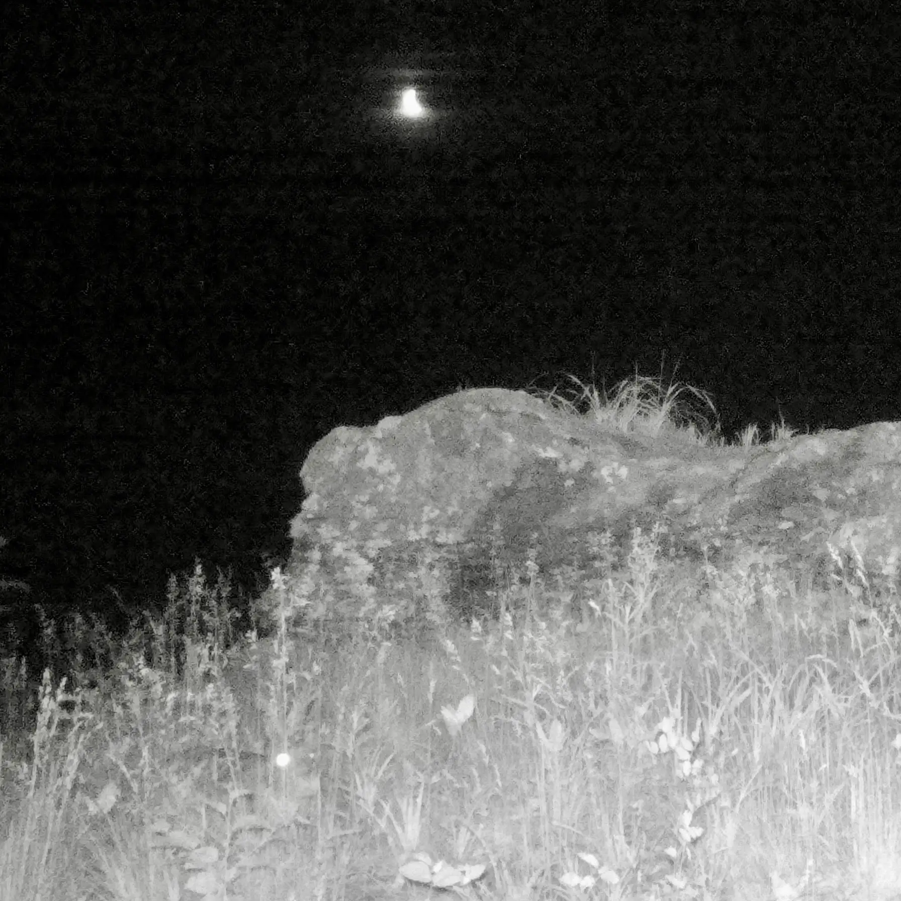 Лес засыпает, просыпается заяц 🐇
