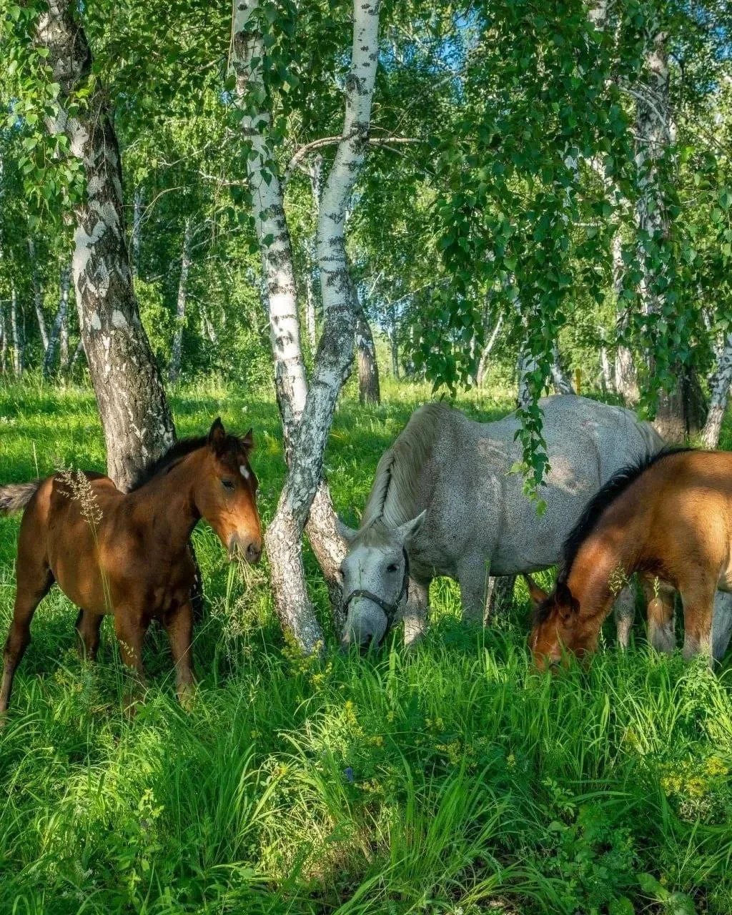 Деревенские зарисовки…
Кадры супер - согласны друзья?

📍 Республика Чувашия
📸 Наталья Бусыгина

👉