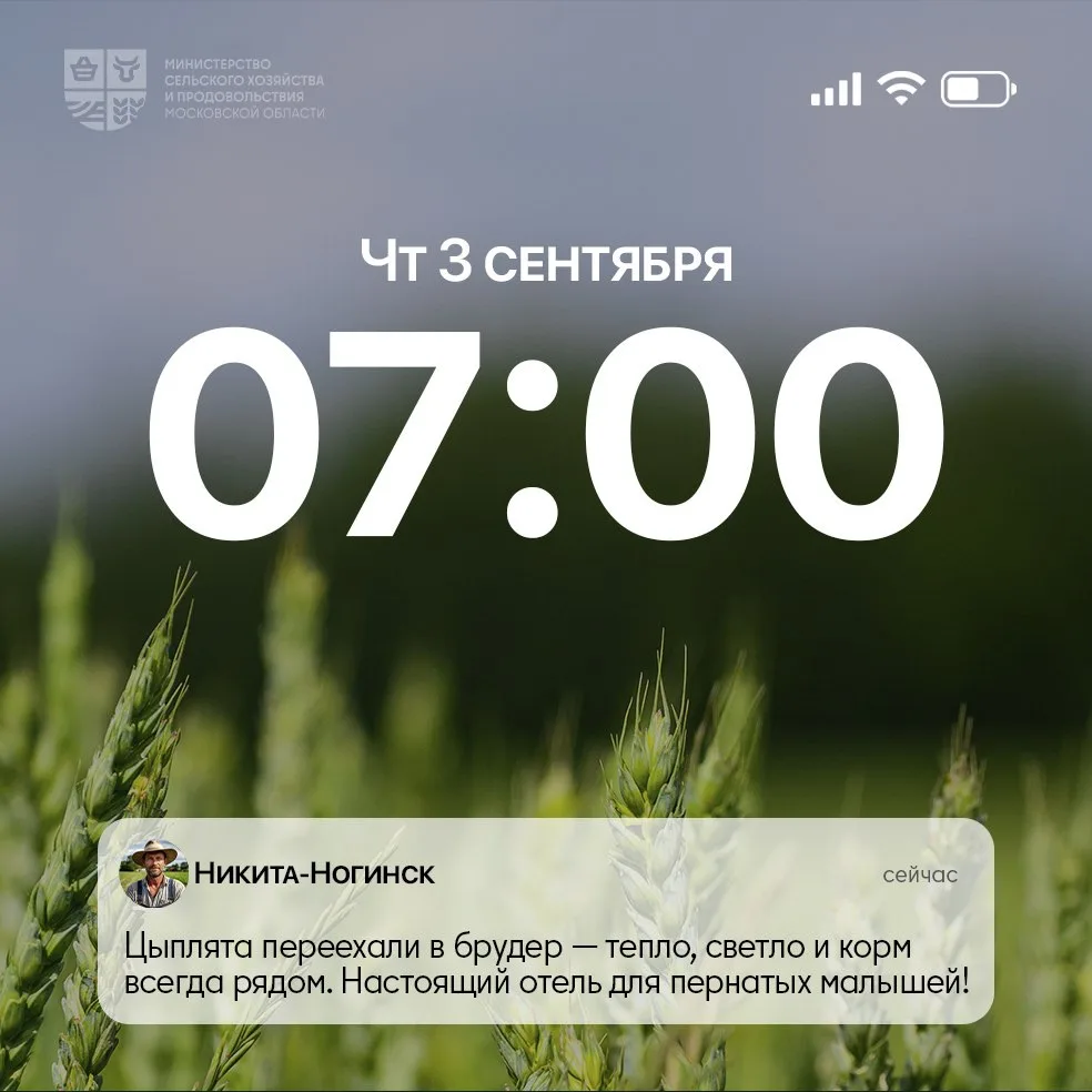 ☀️ Просыпаемся под звонкое щебетание цыплят!