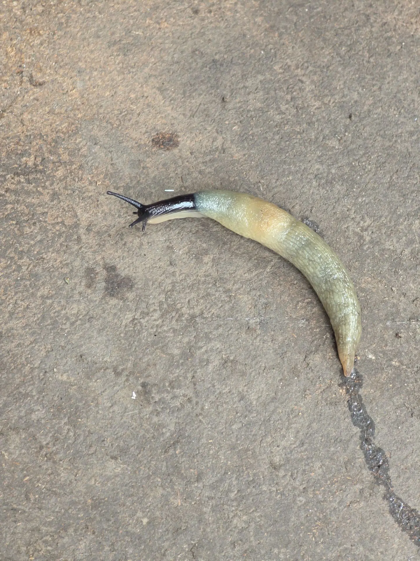 Ползёт! 🐌