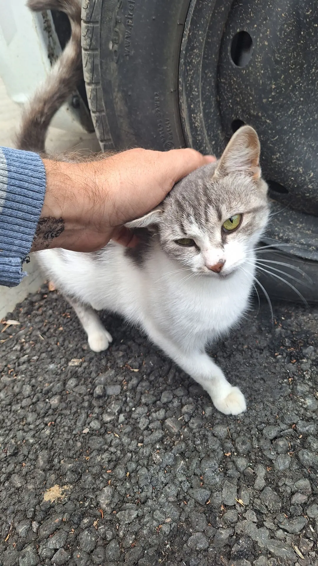 Котиков поглажено: +7