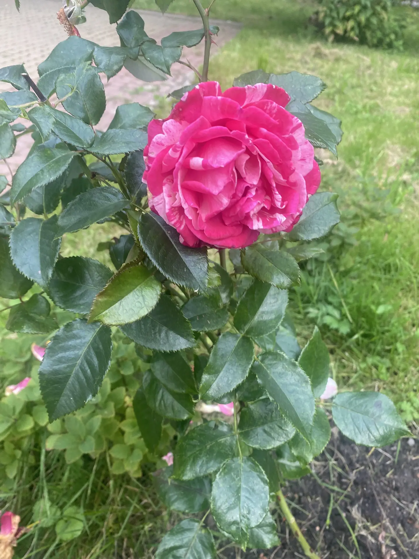 Розариум народов, победивших фашизм в Великой Отечественной войне 🌹🎈🎖️