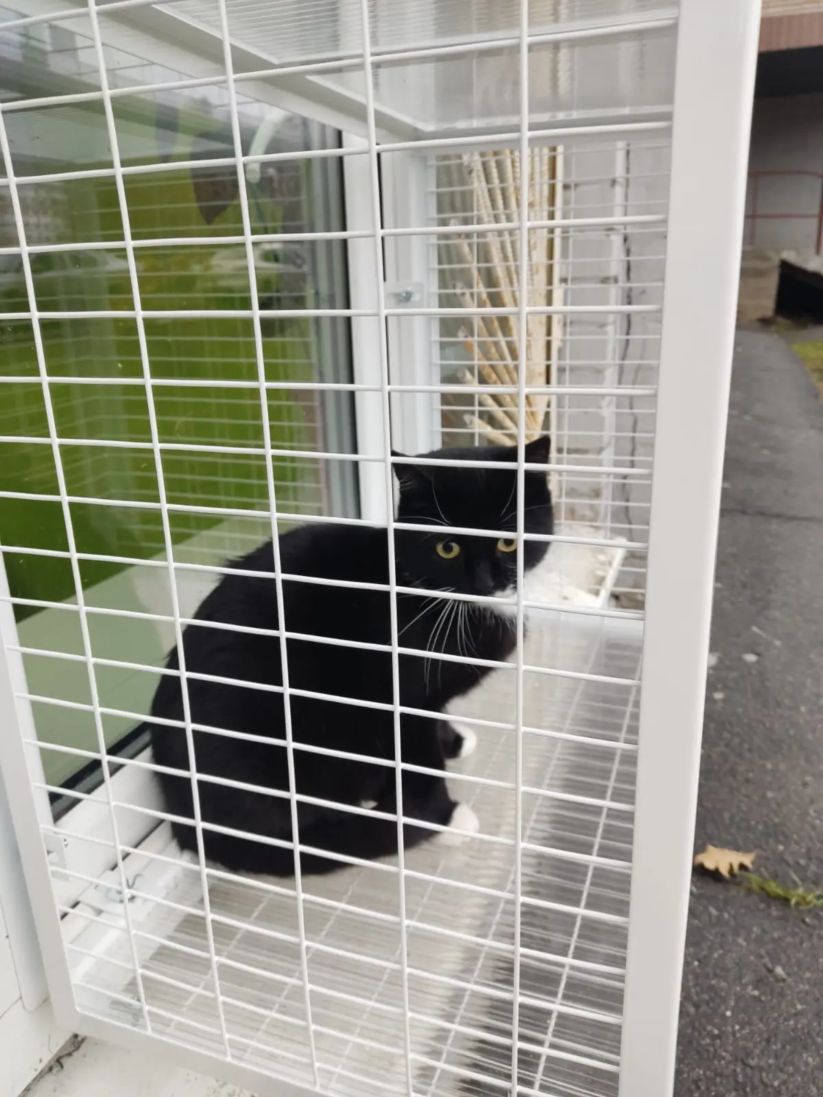 Котик наблюдает за улицей, улица наблюдает за котиком 🐾