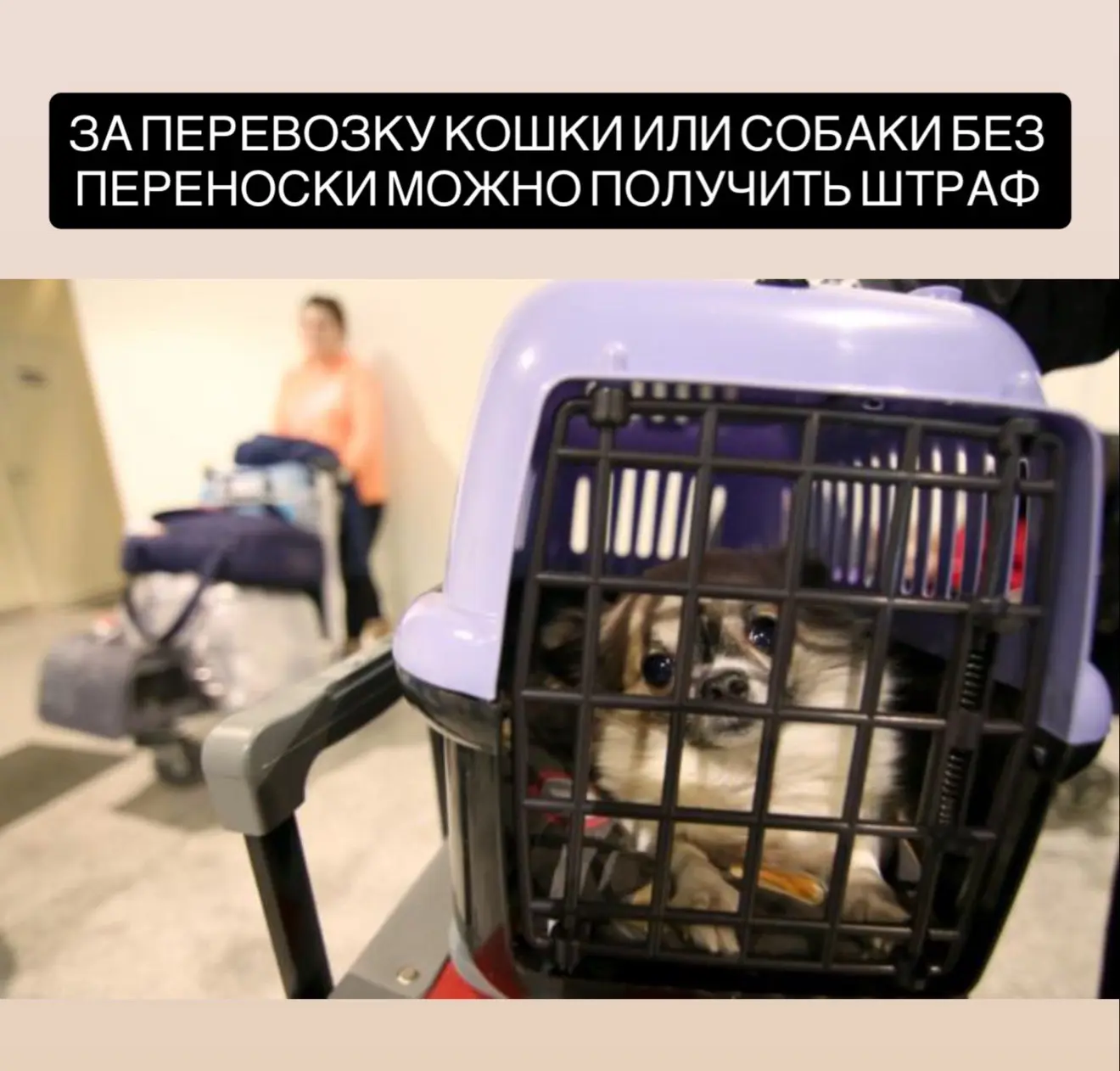 За перевозку животных без переносок могут оштрафовать.  Питомцы в машине фактически считаются грузом