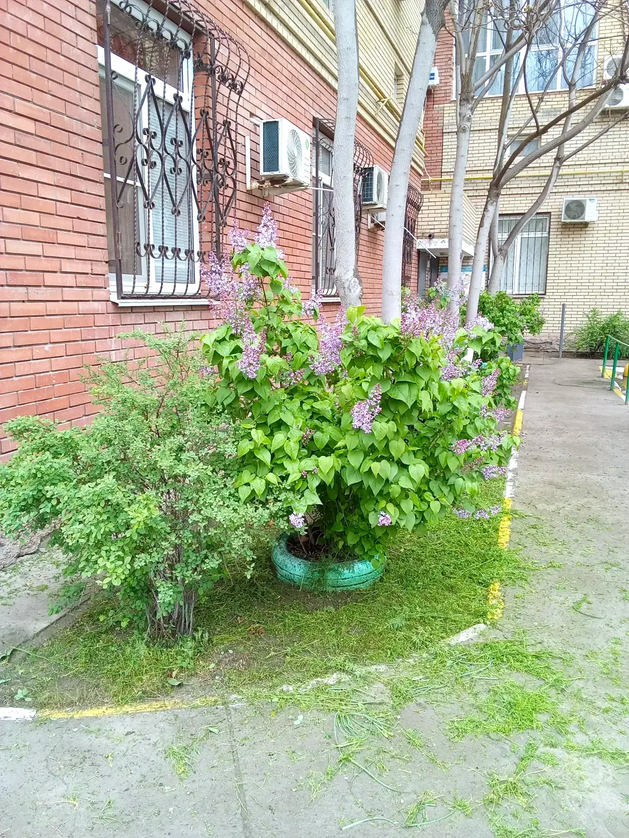 К новости «🌿 Свежий газон и порядок во дворе!»