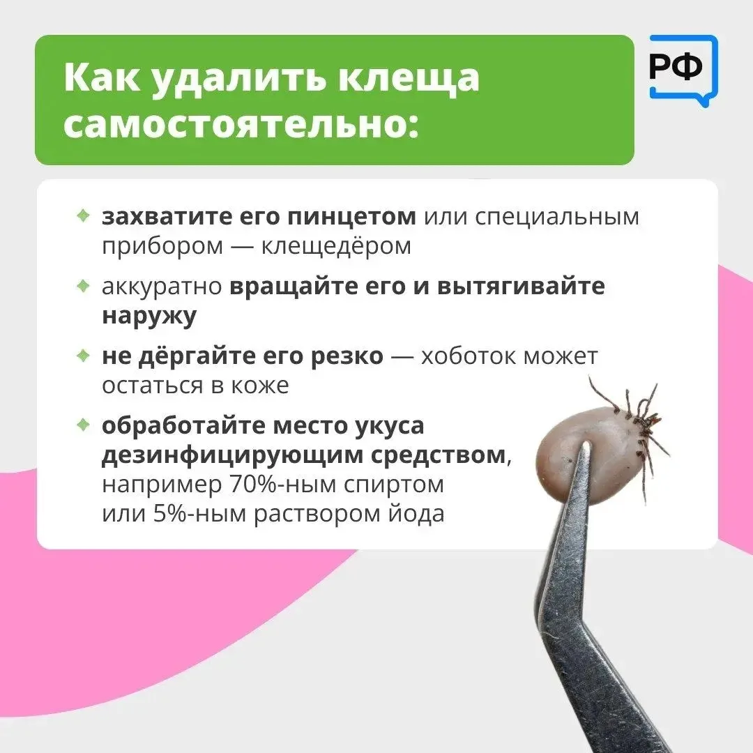 ❗️Клещ - не просто укус! 📅  С ним можно подхватить опасные болезни: боррелиоз (поражает кожу, сердце