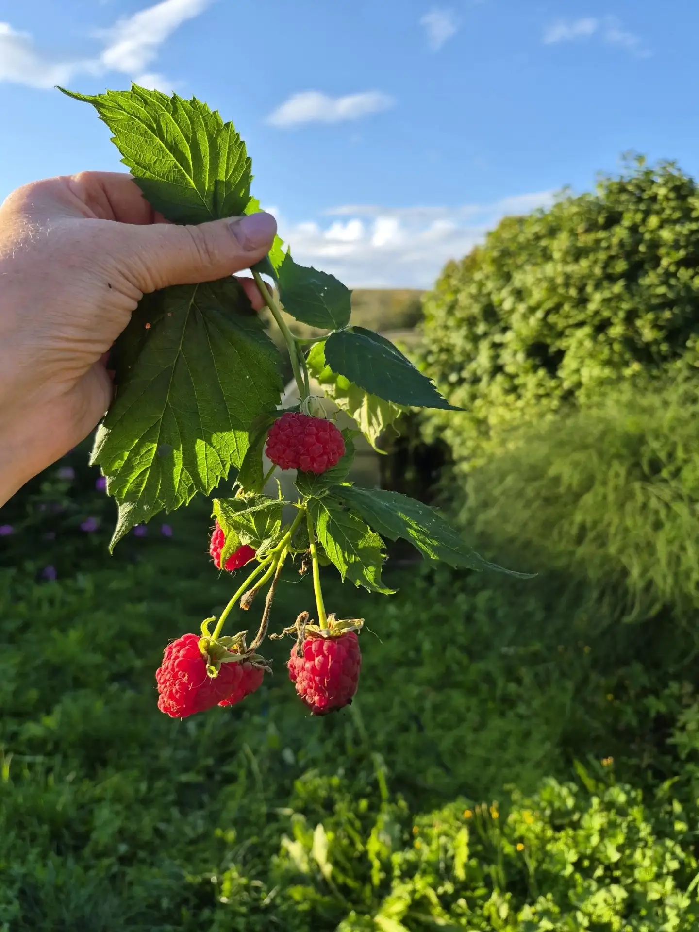 Снова урожай малины! 🍓🍇 У нас поспела ремонтантная малина. А у вас?