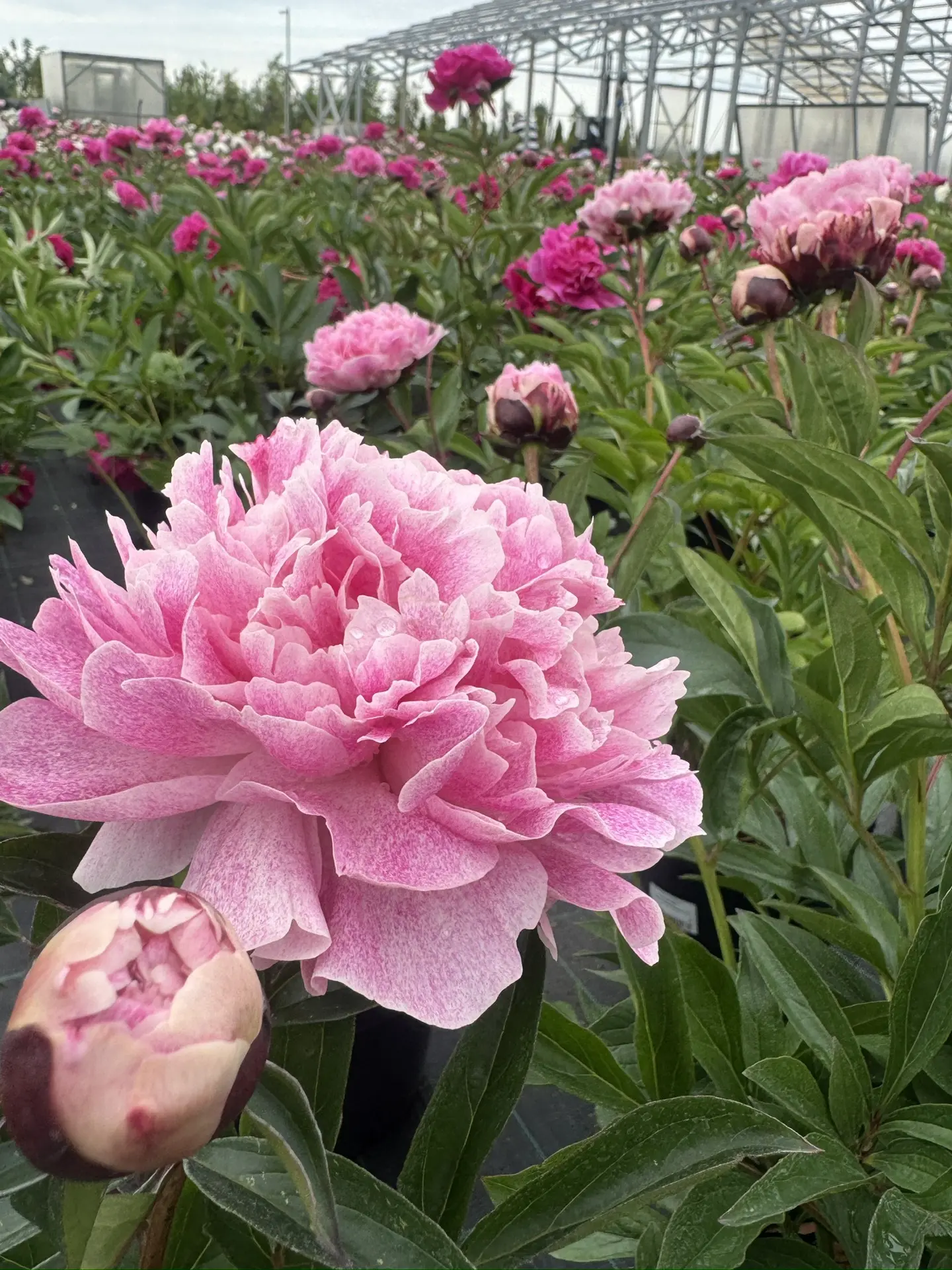 Цветут цветы… 🌸