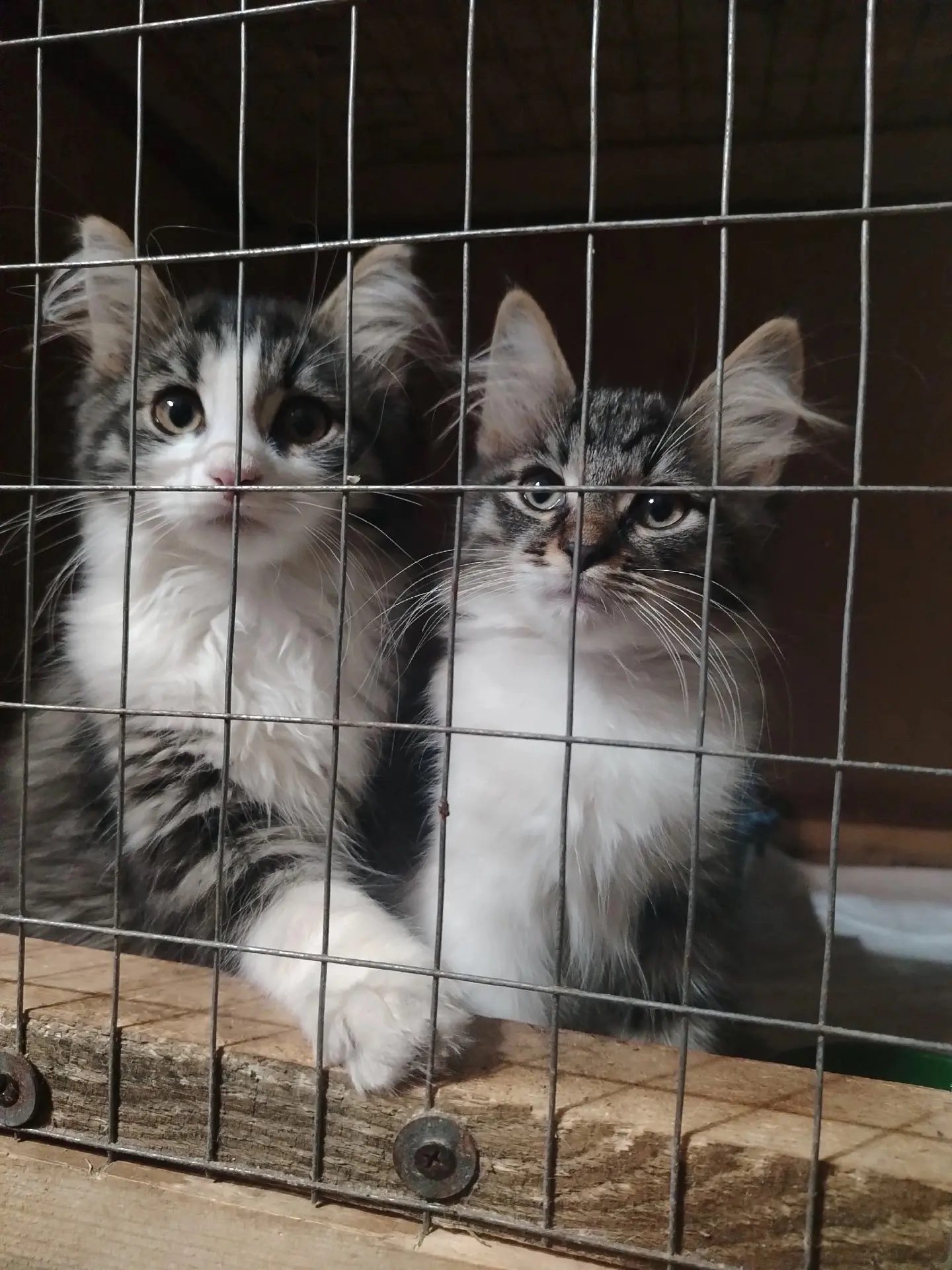 🐾 Уже у эту субботу состоится первая осенняя выставка-раздача животных «Путь домой»!