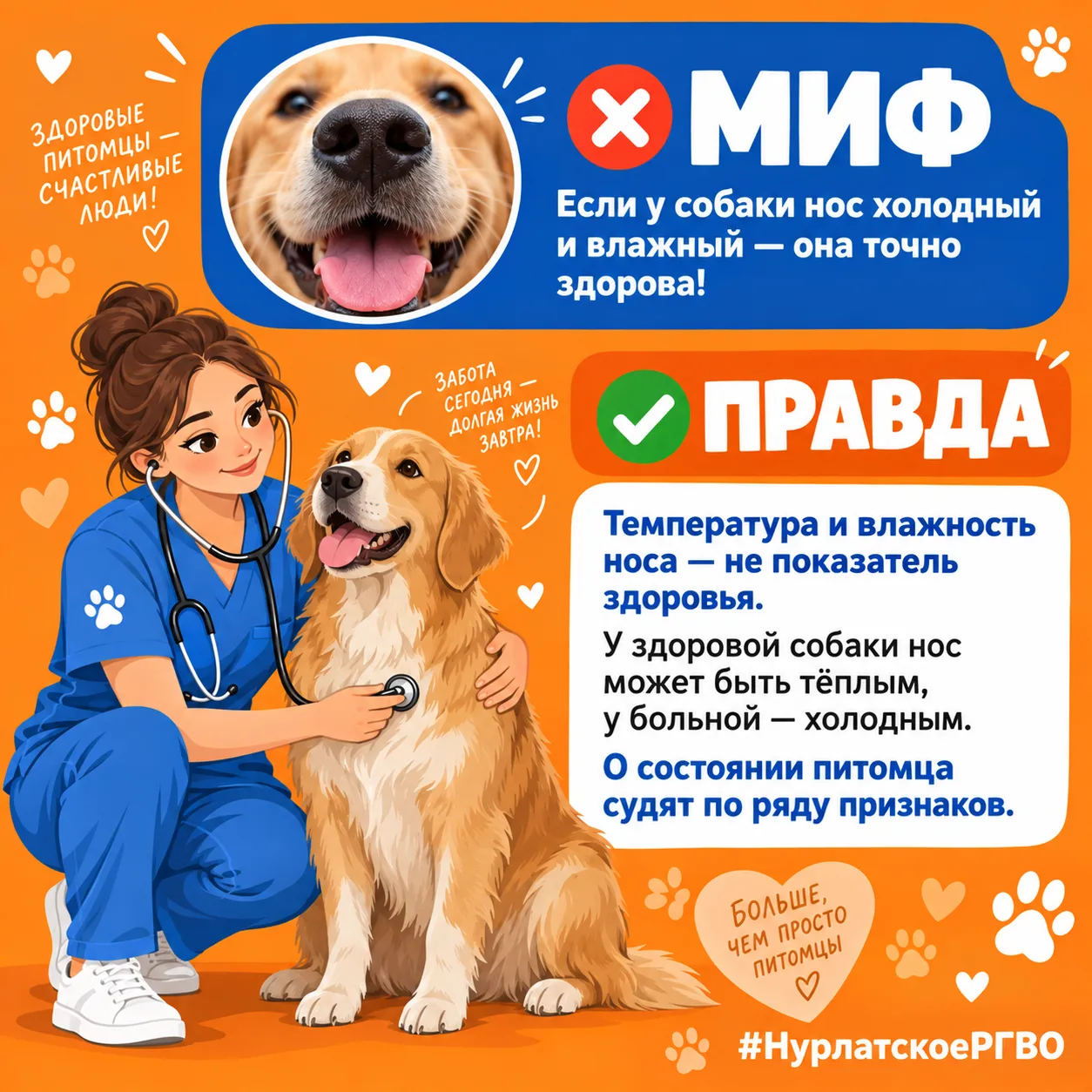 🐾 Разрушаем популярный миф о здоровье собак! 🐾