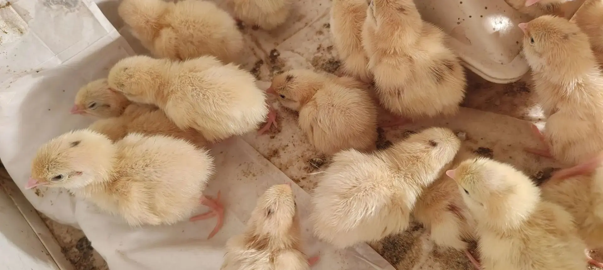 Фотоотчёт нашего клиета ,вывод из нашего инкубационного яйца🤗🤗🤗