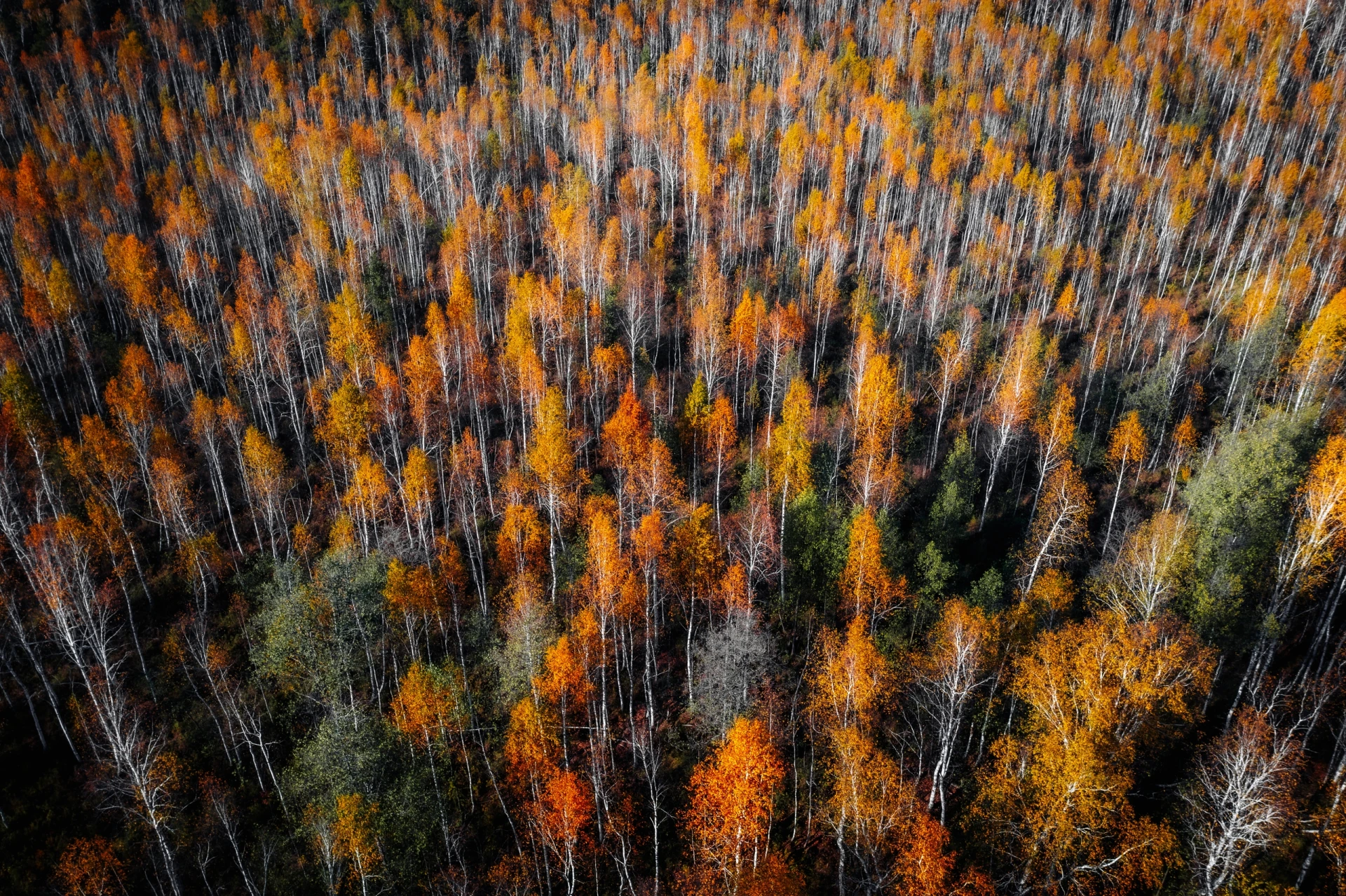 🍂 Золотая осень в Сысерти