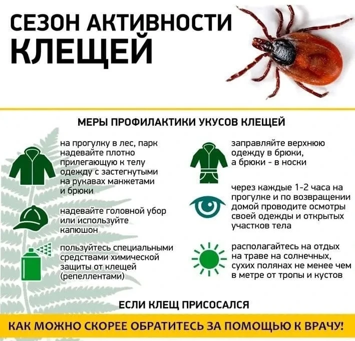 🐞 Осторожно, клещи! 🐞
Лето – прекрасное время для прогулок на природе, но вместе с радостью от пер