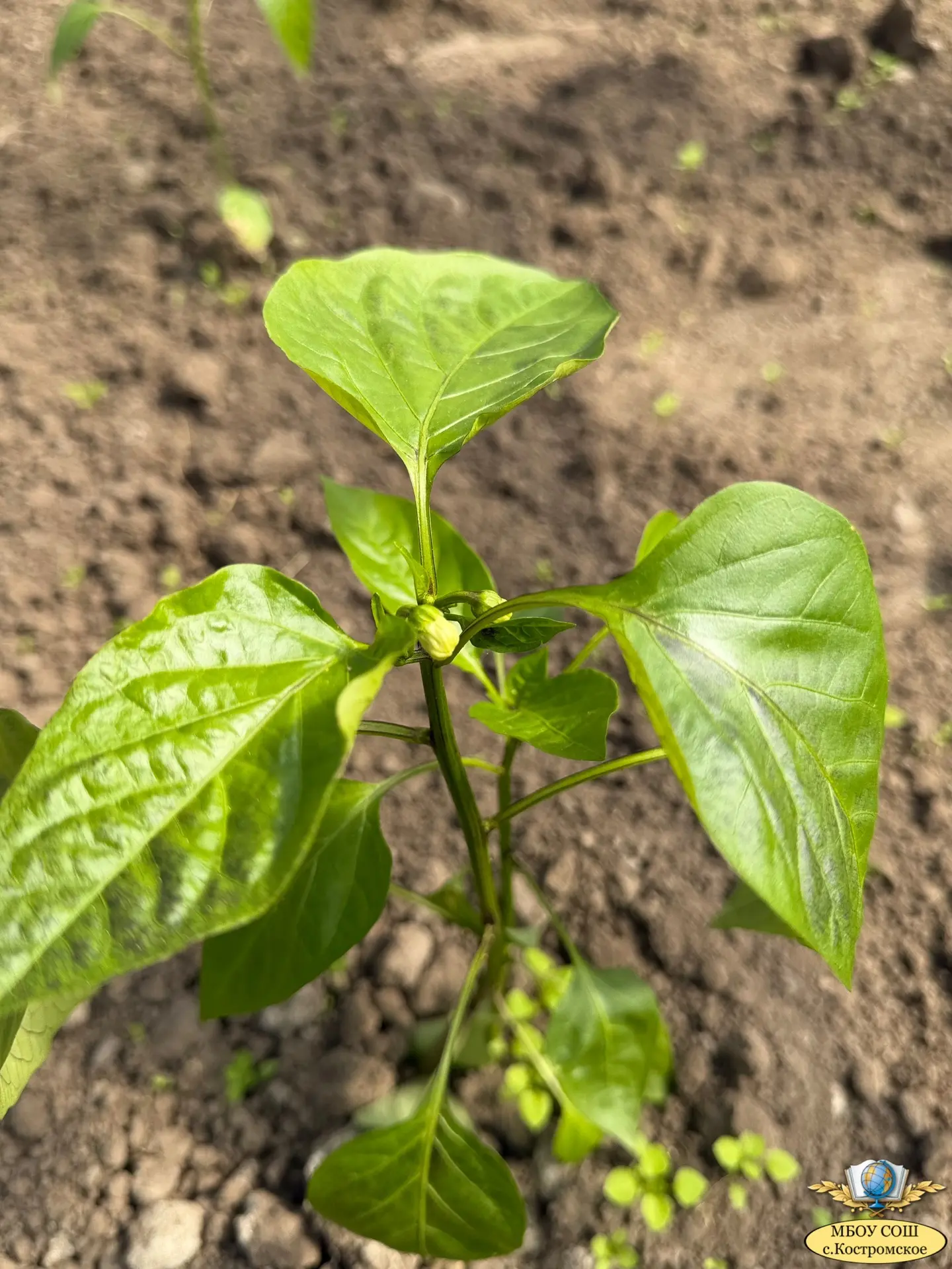 🌿 В школьных теплицах

Пока ученики на каникулах, в наших школьных теплицах продолжается важная раб
