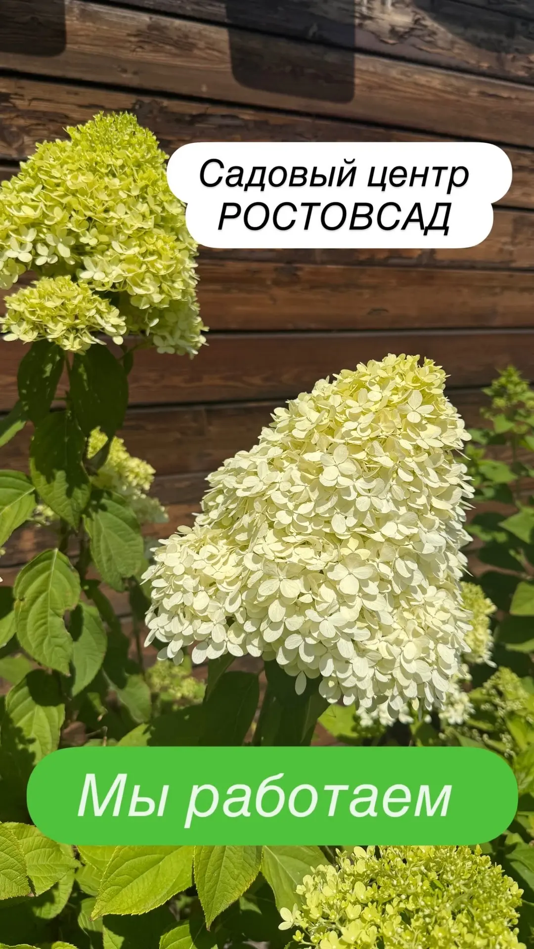 Мы работаем до 18:00

Сегодня последний день скидки на гортензии! 
Ваш, РОСТОВСАД
