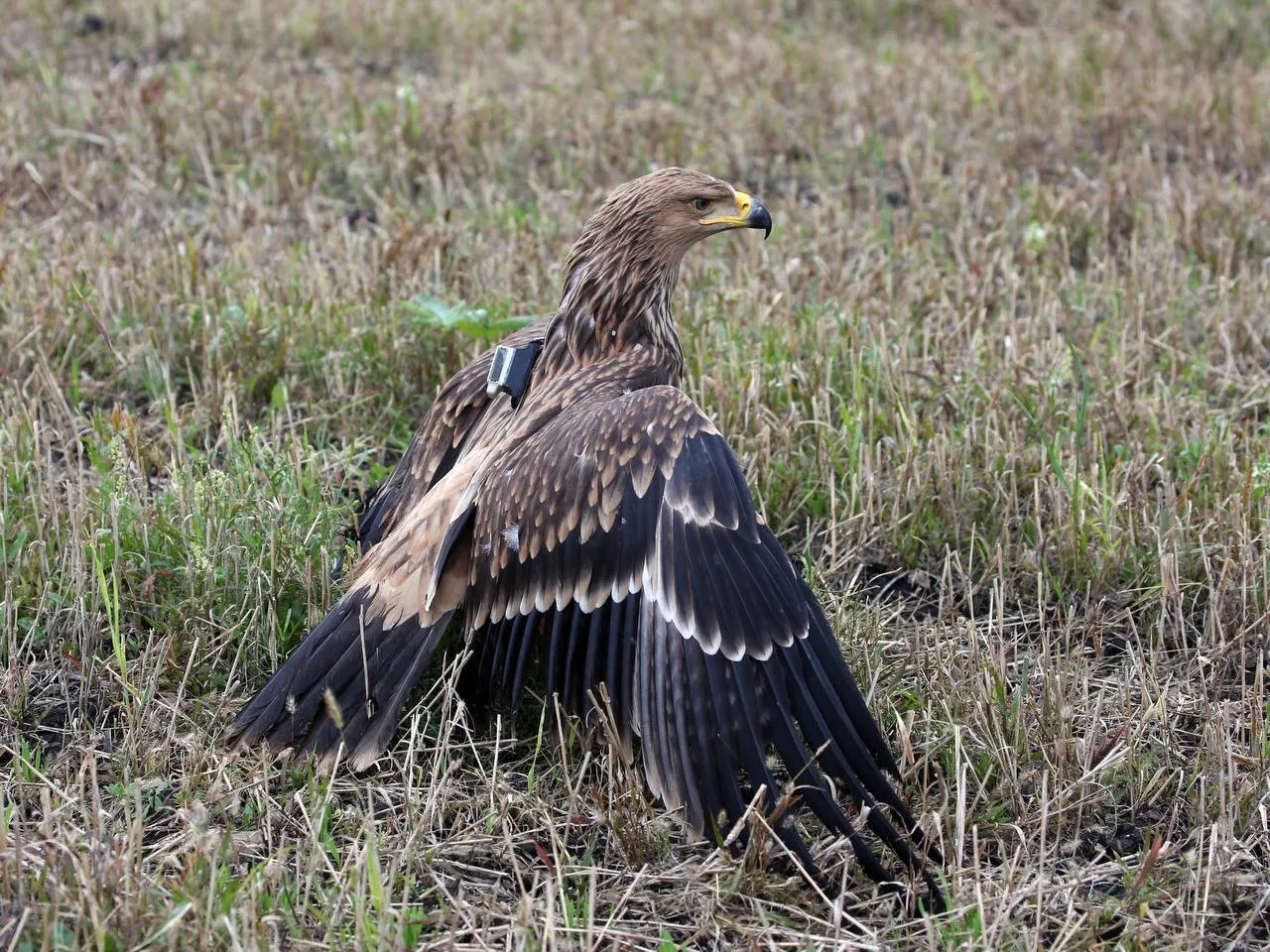 🦅 Молодой орёл Рося вернулся в дикую природу после реабилитации в Ульяновском зоопарке.