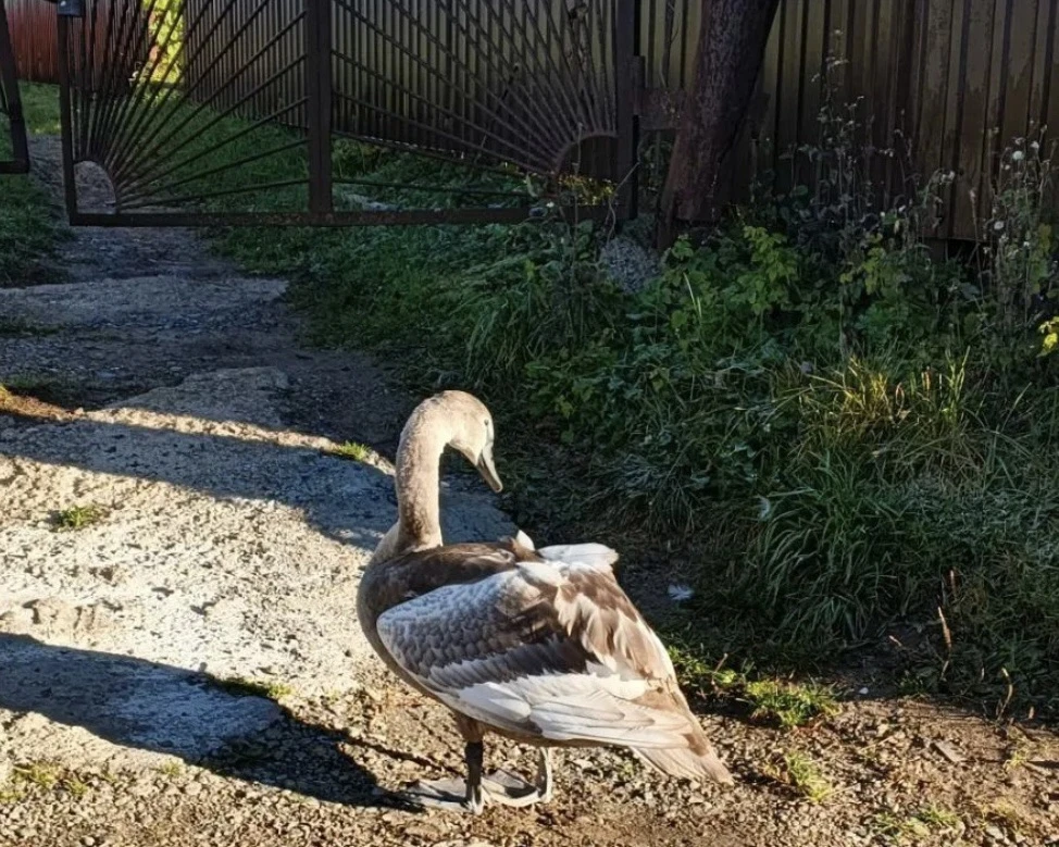 В Нижнекамском районе спасли молодого лебедя-шипуна 🦢