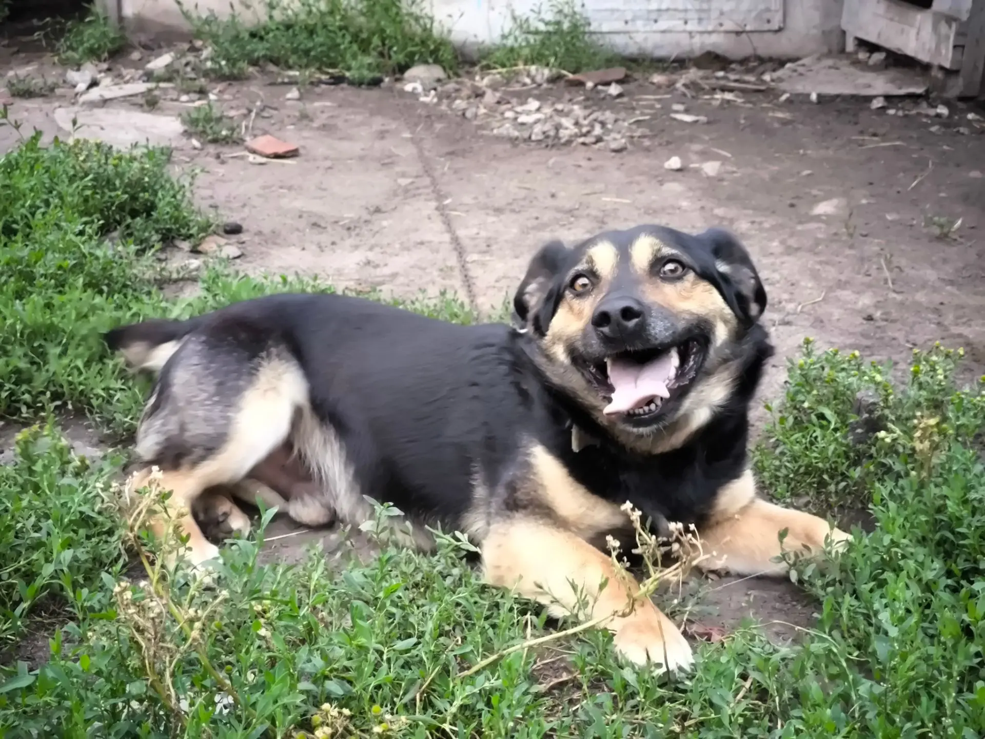 Неуловимый красавчик Най 🐕 в кадре 📸