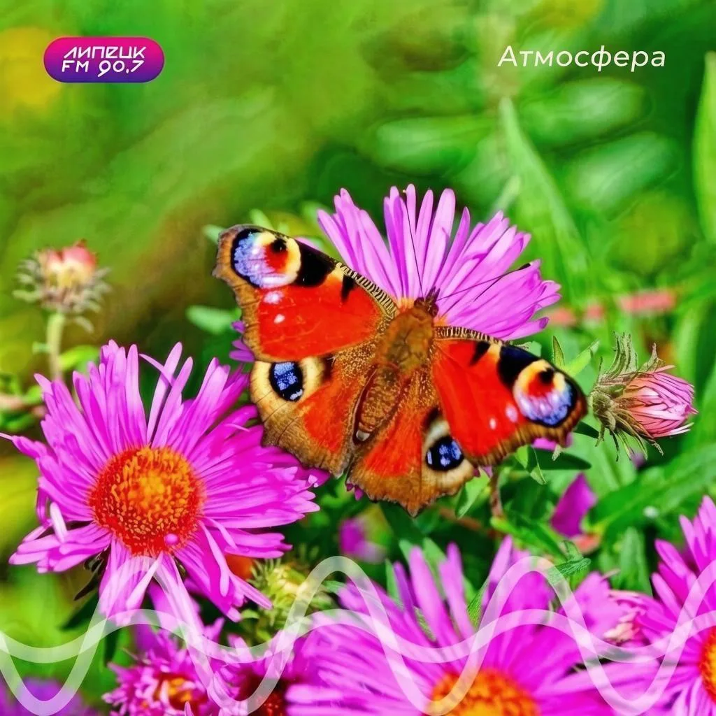 АТМОСФЕРА 🌤️
Сегодня в Липецке облачно с прояснениями +26
Вечером возможен 
небольшой дождь.🌧️

Во