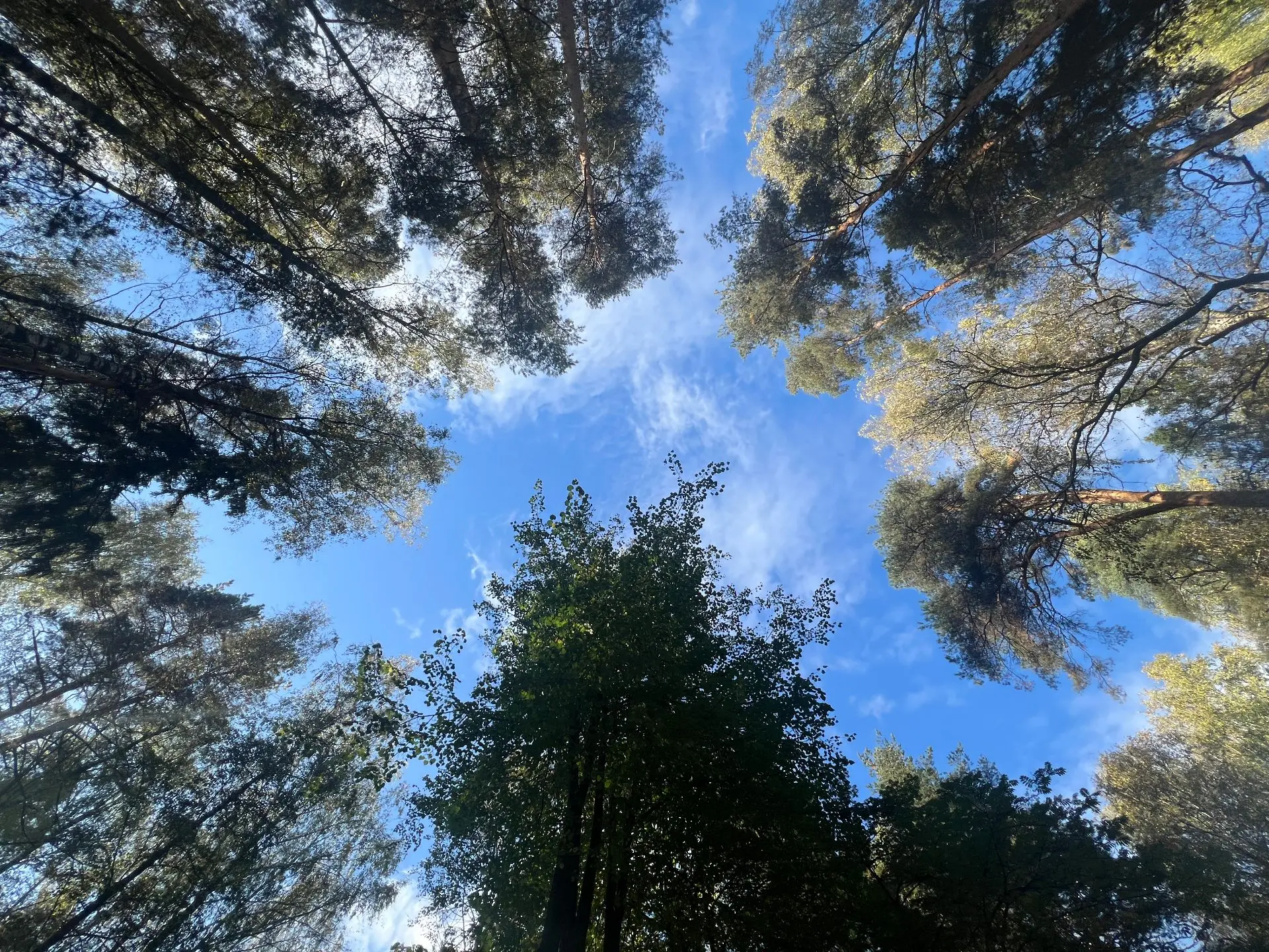 🌲«Я просто гуляла. И поняла, зачем мне нейросети»
