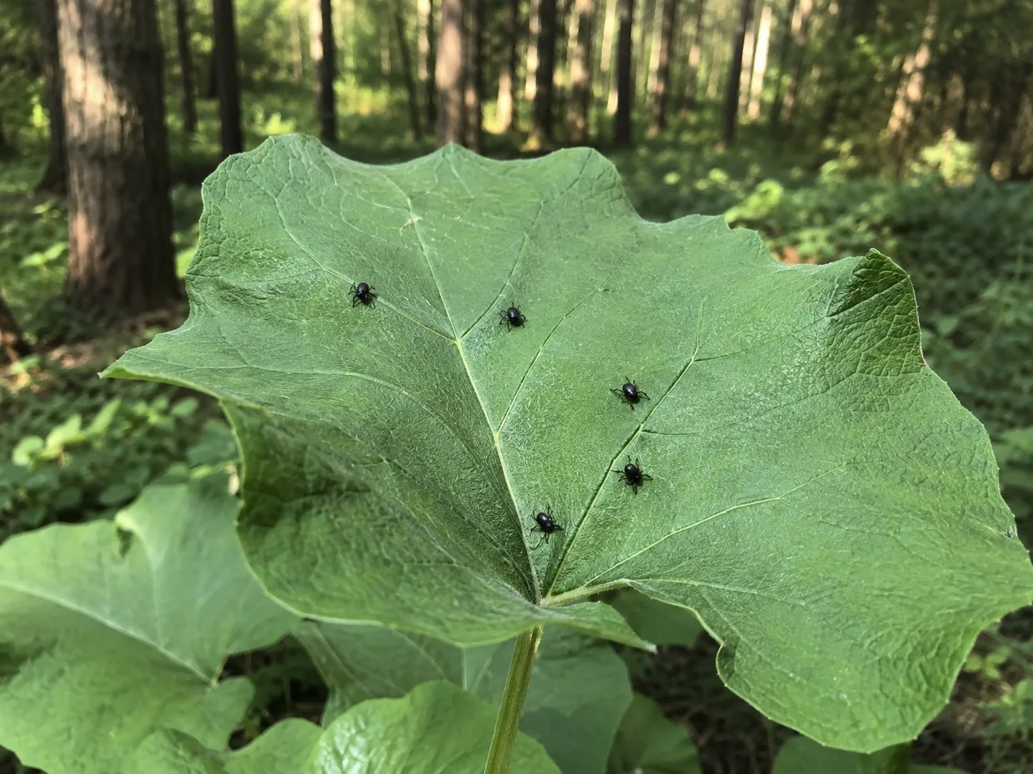 🕷️  176 тыс. россиян пострадали от укусов клещей с начала сезона.