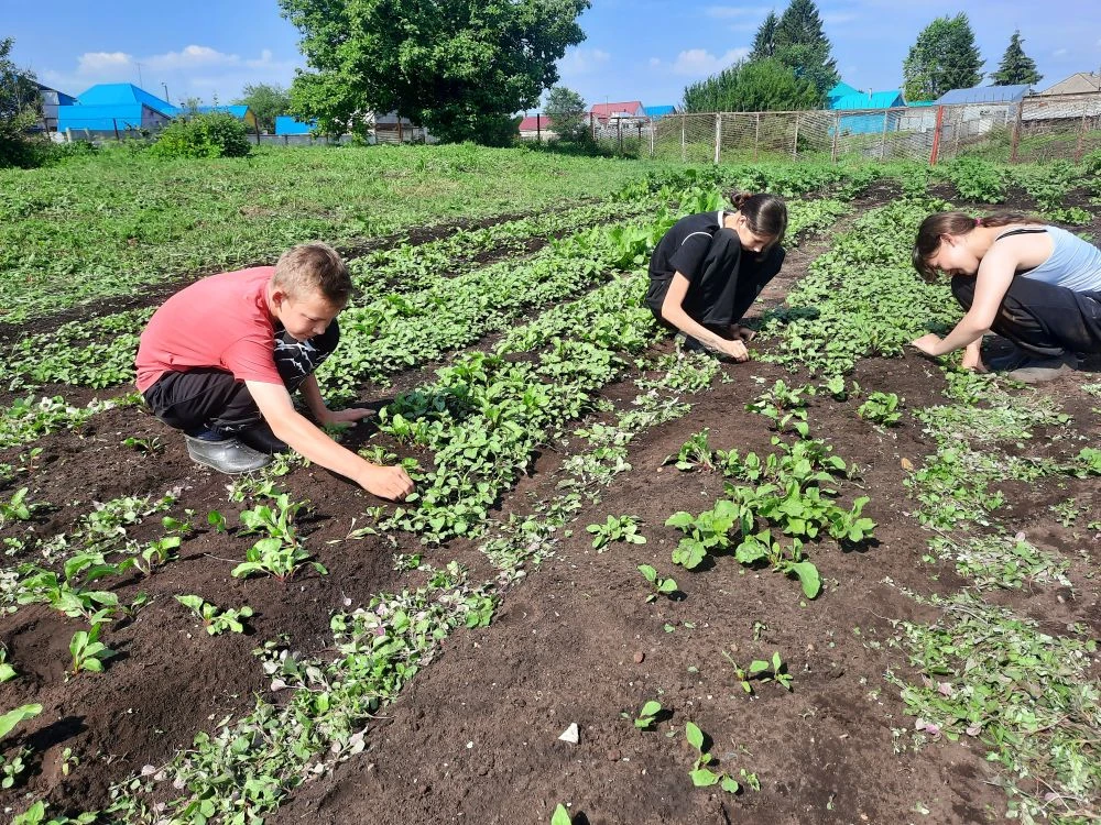 🚜🌿 Наши ребята из старших классов не привыкли сидеть сложа руки! Пока в пришкольном лагере отдыхаю