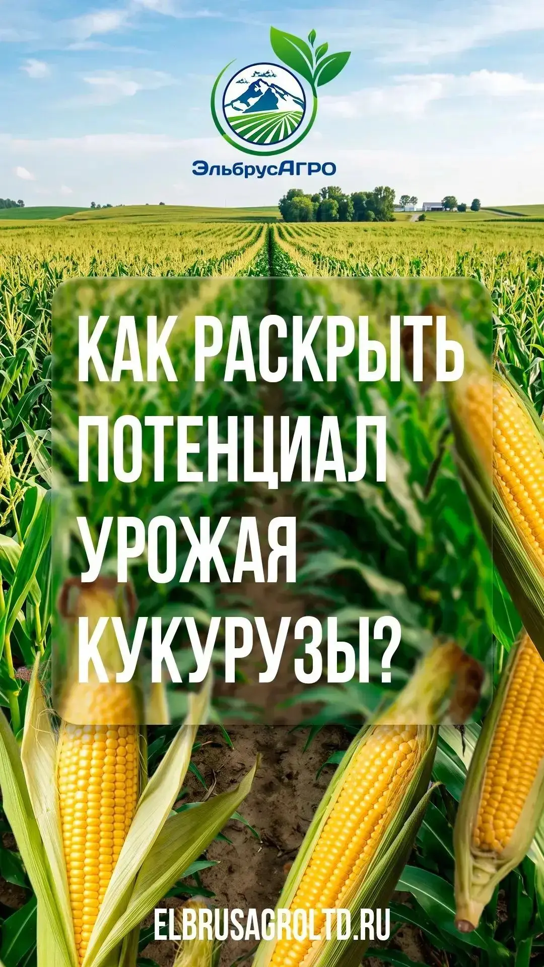 Памятка: как раскрыть потенциал урожая кукурузы 🌽