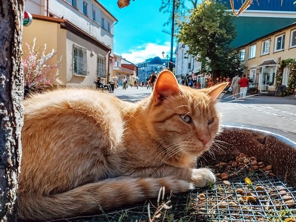 Почему Зеленоградск называют городом кошек? 🐈
⠀
На уютных улочках Зеленоградска (Калининградская об