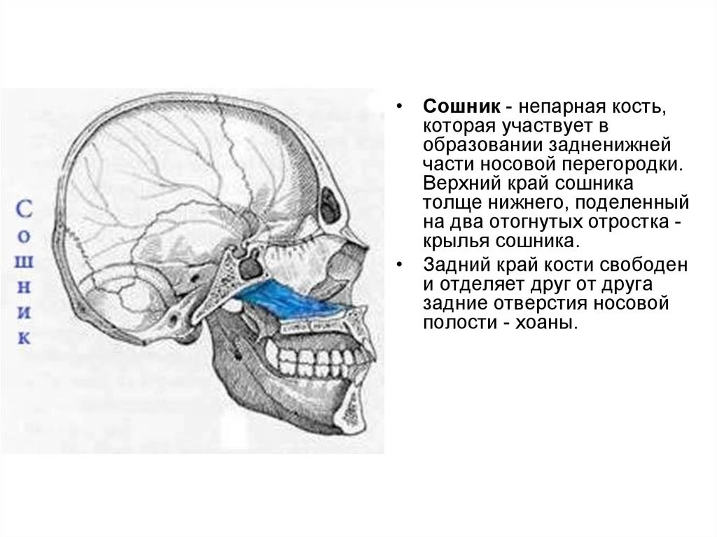 ⭐️ Сошник (vomer)

Представляет собой вытянутую в виде ромба пластинку, образующую задний отдел носо