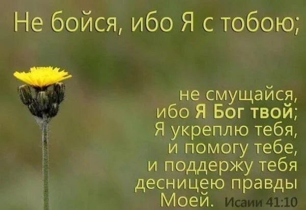 ⚜💚🌼⚜💚🌼⚜💚🌼