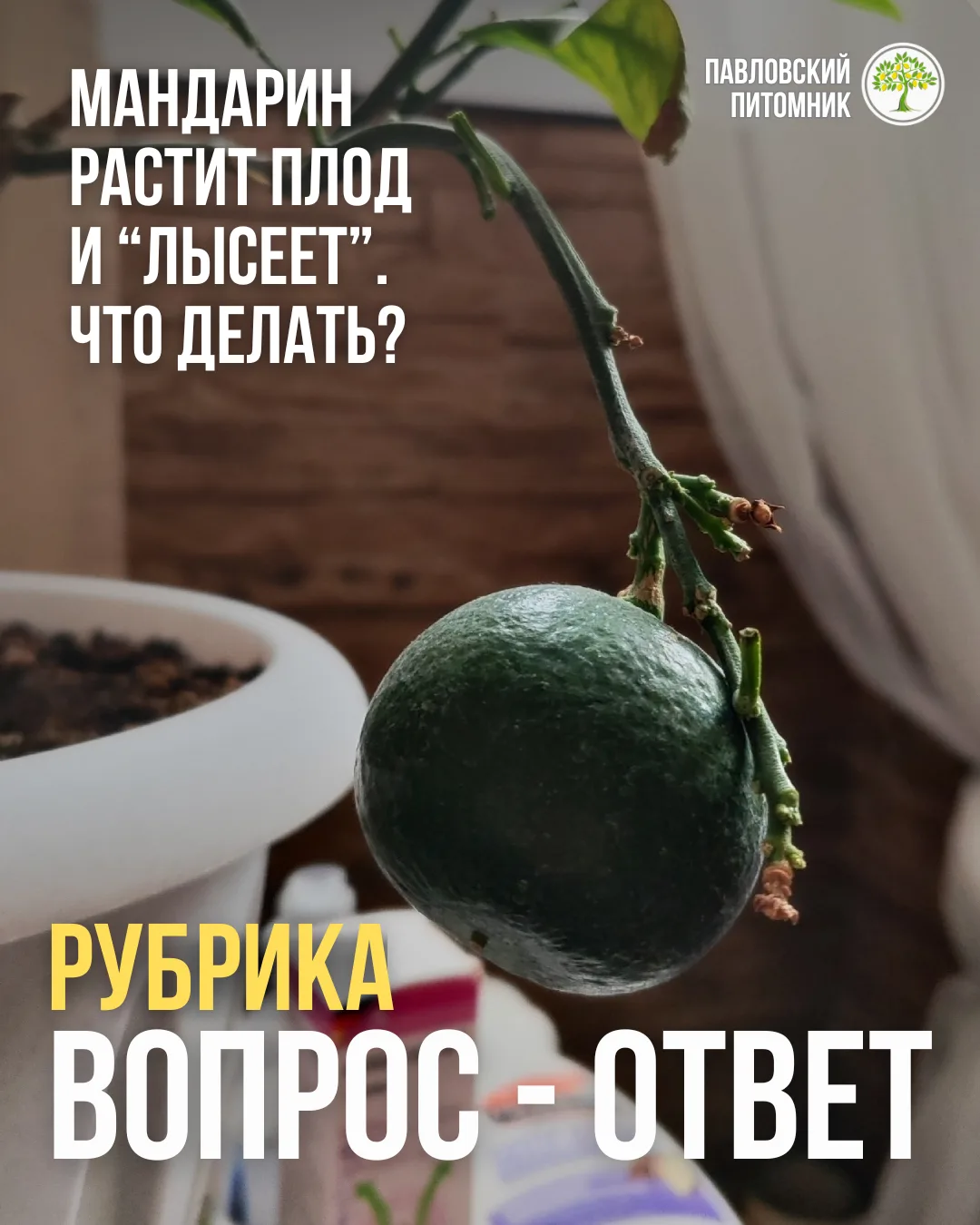 👩‍🦳: "Что делать? Плодик зреет, но почти все листья у мандарина опали. Поливаю только водой и янта