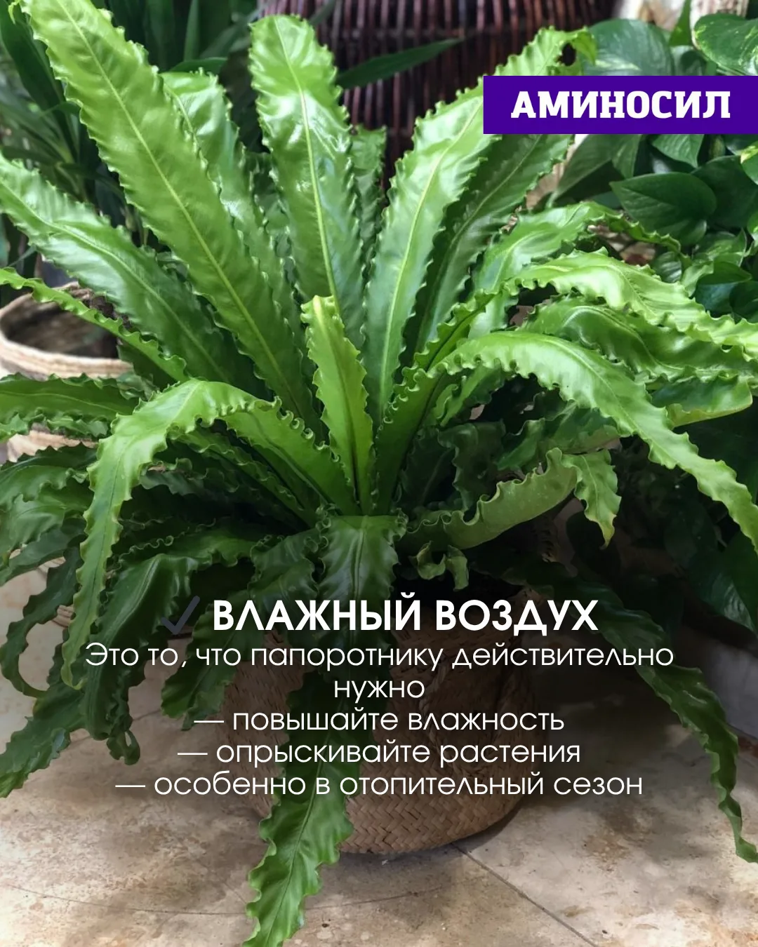 🌿 Почему у вас не растёт папоротник? Разбираемся в этом вопросе ⬆️!   ✅Витамины АМИНОСИЛ для декорат