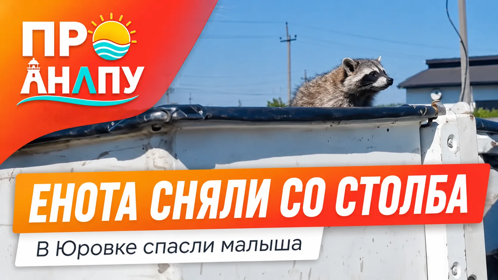В Юровке спасли енота, который три дня просидел на опоре ЛЭП