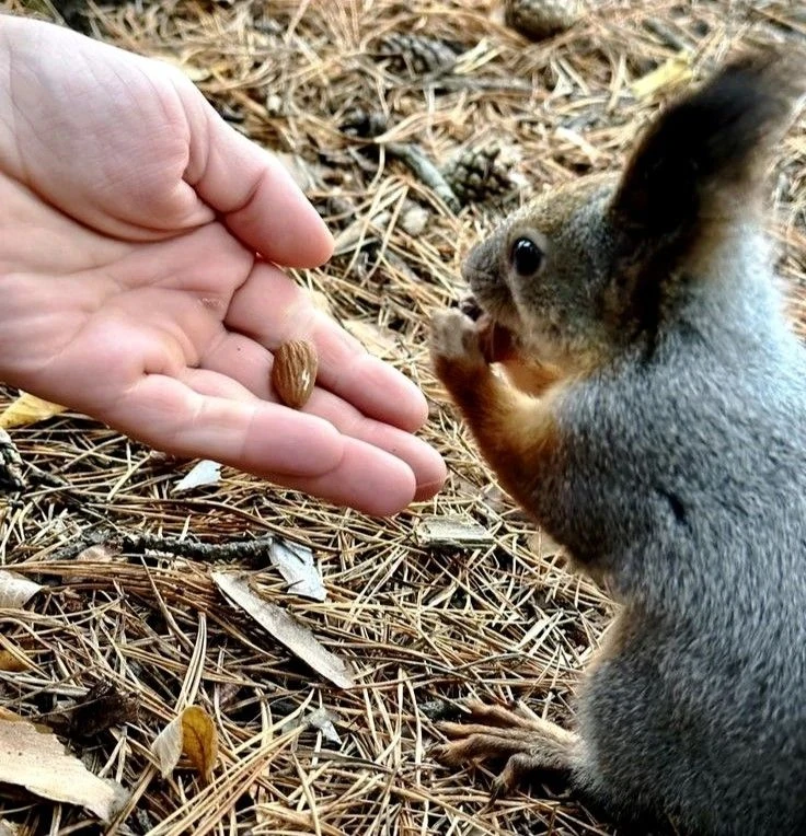 🐿️ Урок лесознания от 10 «Б»: белки, родник и 8000 шагов счастья 🍂✨