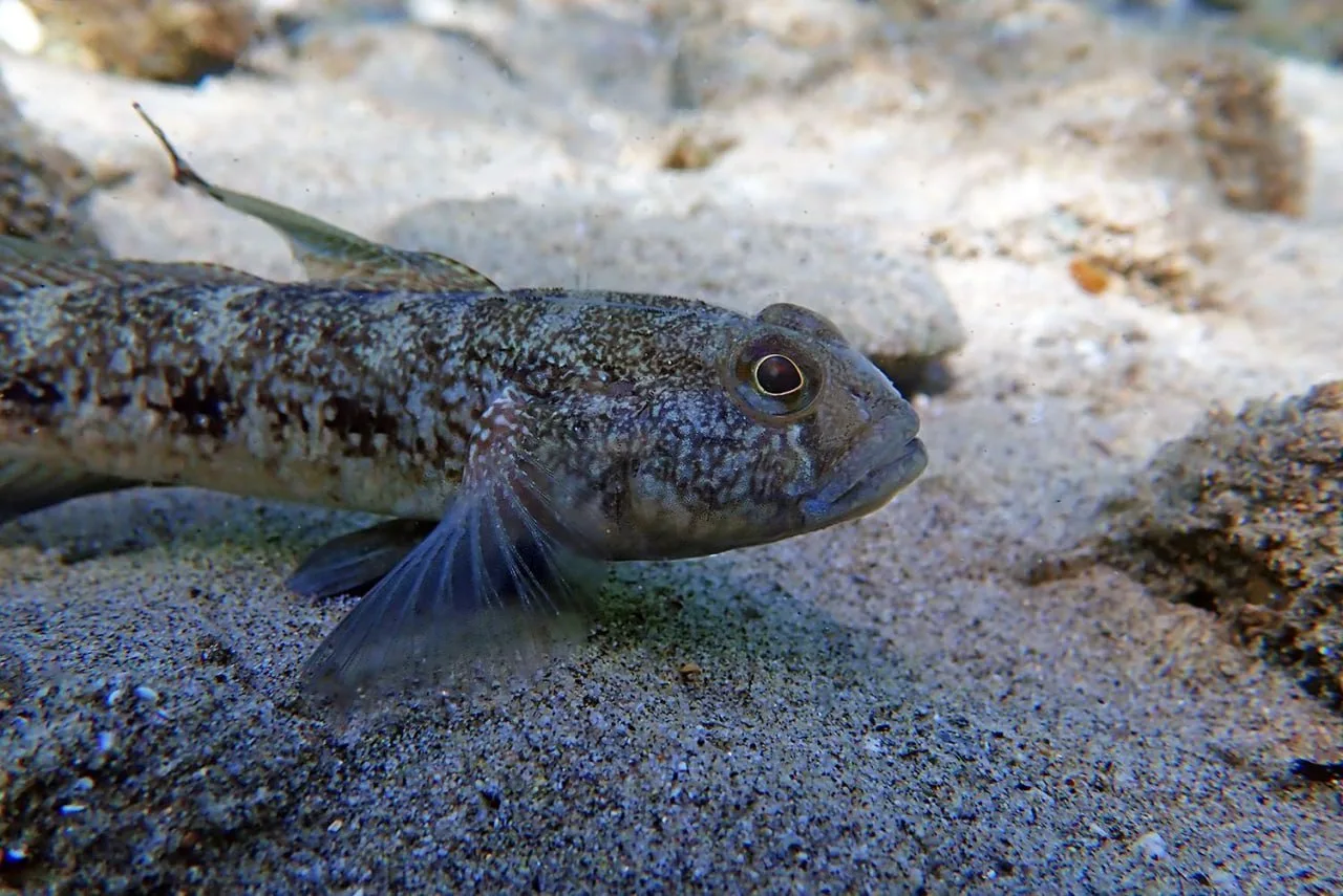 🐟 В Керченском проливе разрешили вылов бычка из-за угрозы замора