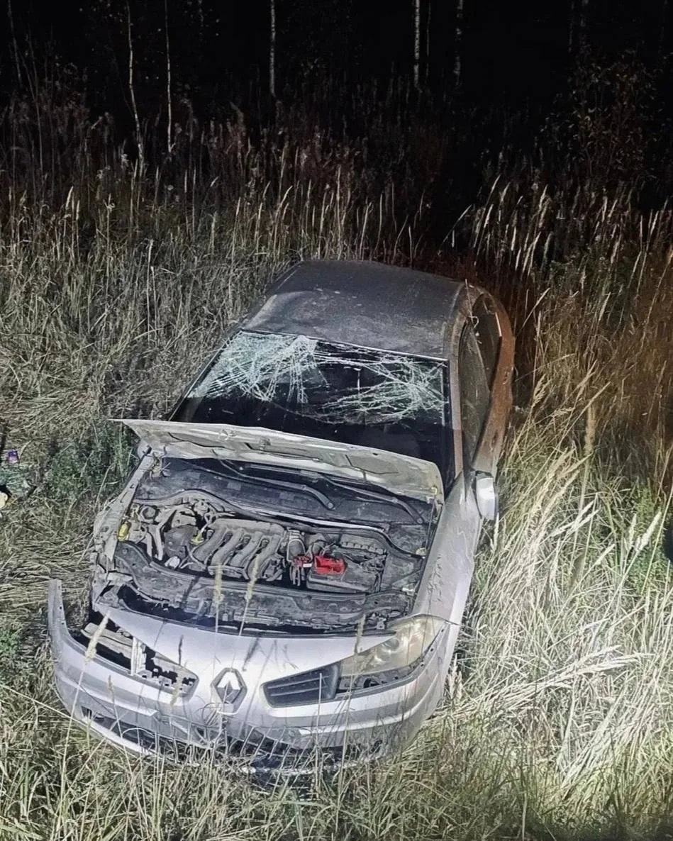 Медведь пережил столкновение с авто под Советском — водитель в больнице
