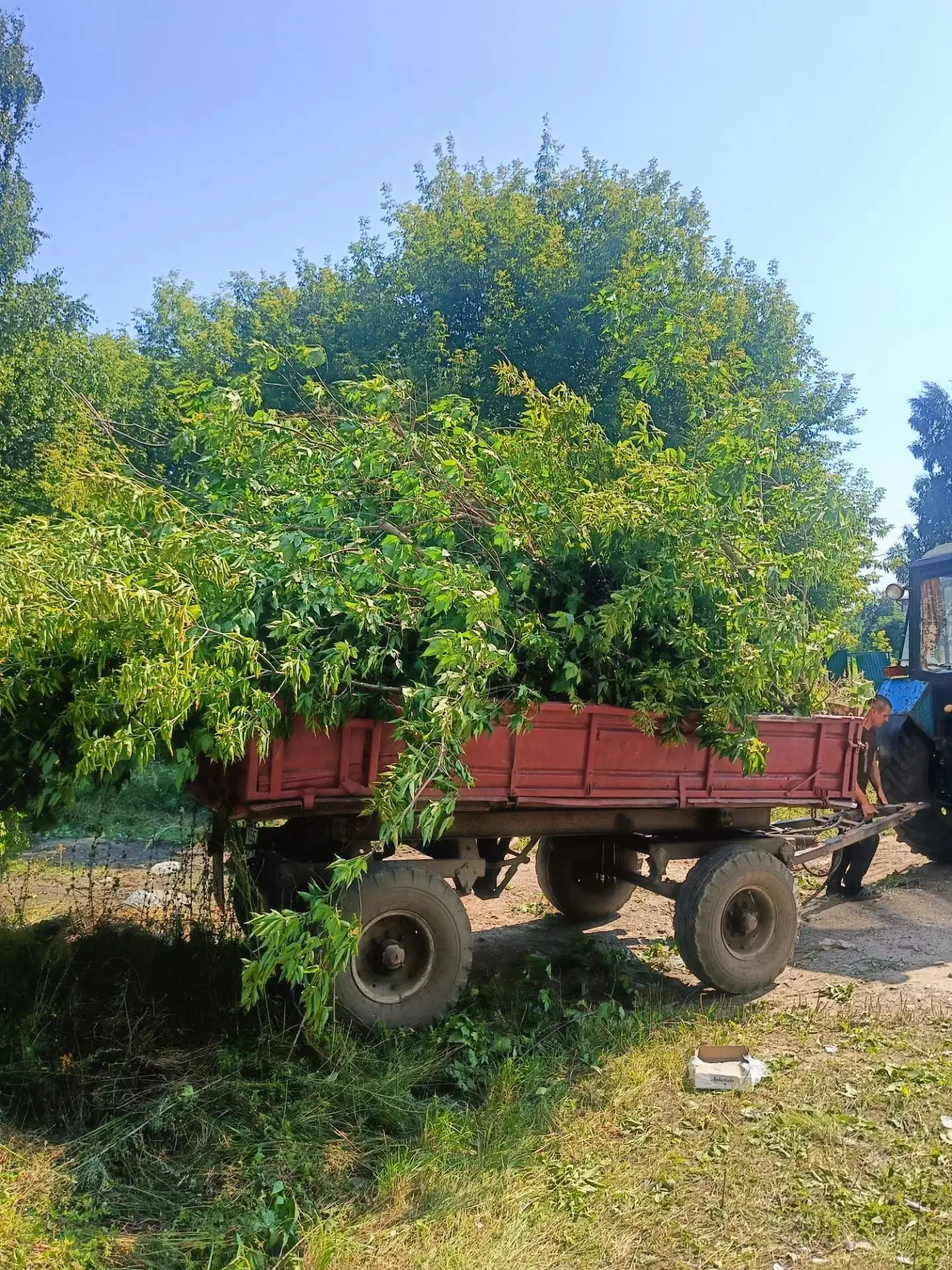 19 полных тракторных тележек клена вывезли за неделю! 🍁