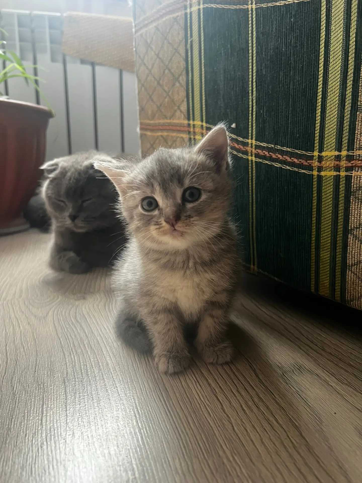 Отдам котят в добрые руки! Они сейчас в западной Двине! Только самовывоз!
Звоните на номер 790560442